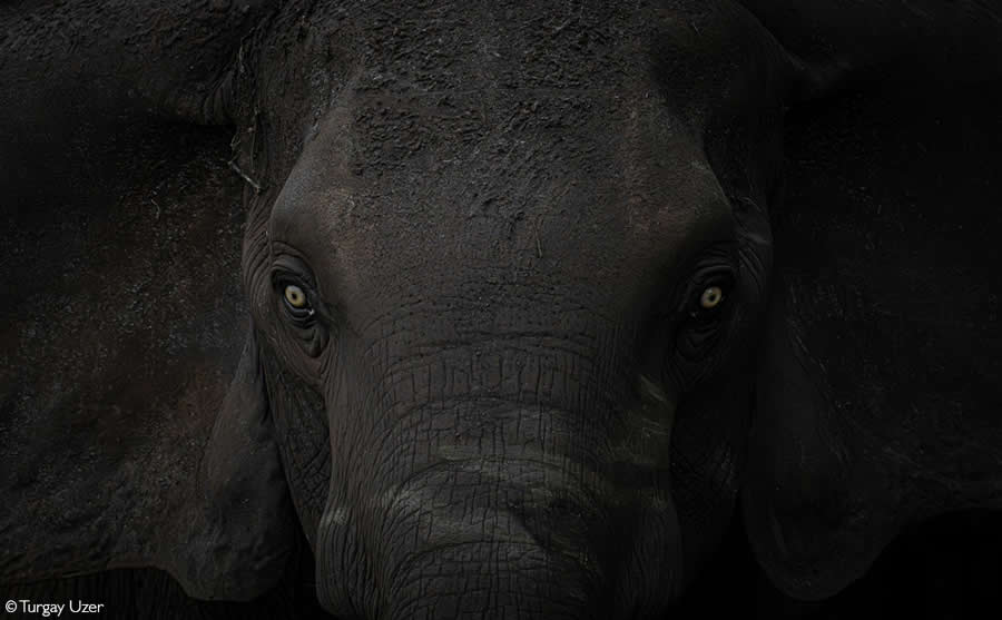 2025 Africa Geographic Photographer of the Year Winners