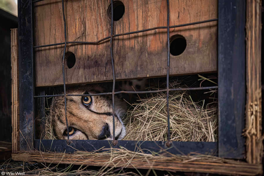 2025 Africa Geographic Photographer of the Year Winners