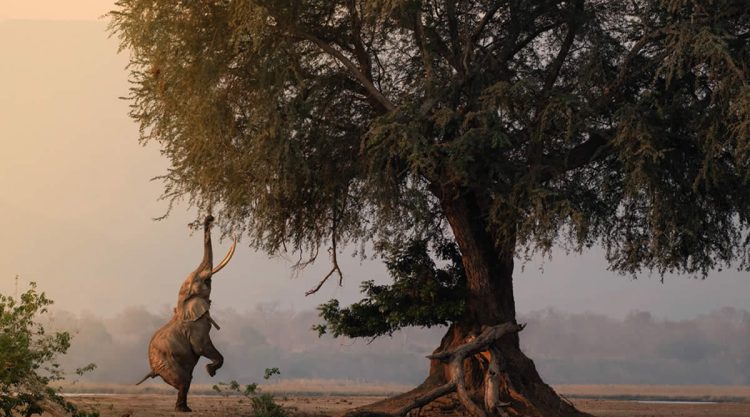 2025 Africa Geographic Photographer of the Year Winners