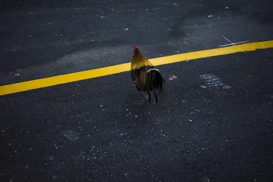 Poetic Street Photos of Animals Beauty of Urban Life by Jad Jadsada