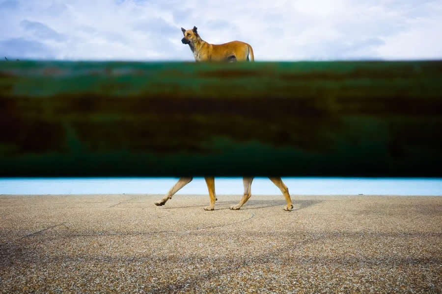 Poetic Street Photos of Animals Beauty of Urban Life by Jad Jadsada