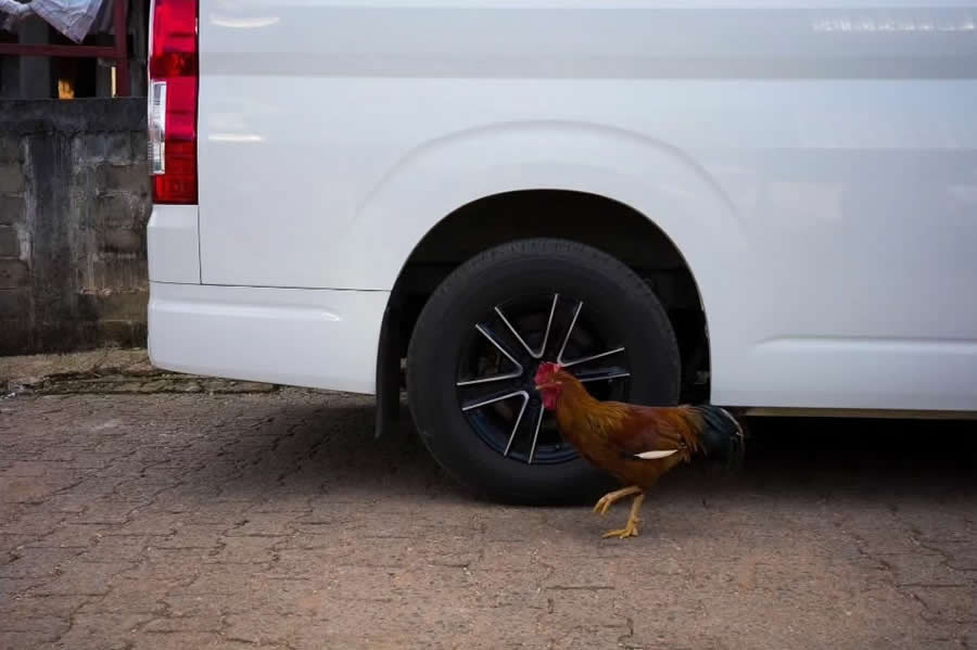 Poetic Street Photos of Animals Beauty of Urban Life by Jad Jadsada