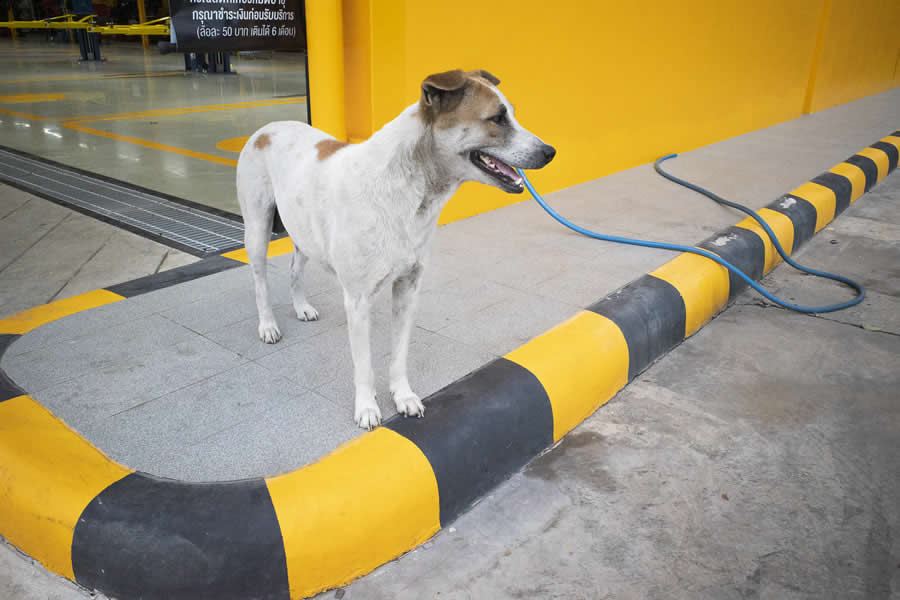 Poetic Street Photos of Animals Beauty of Urban Life by Jad Jadsada