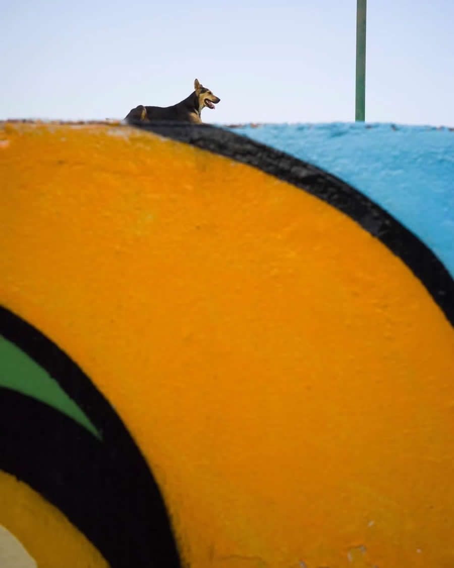 Poetic Street Photos of Animals Beauty of Urban Life by Jad Jadsada