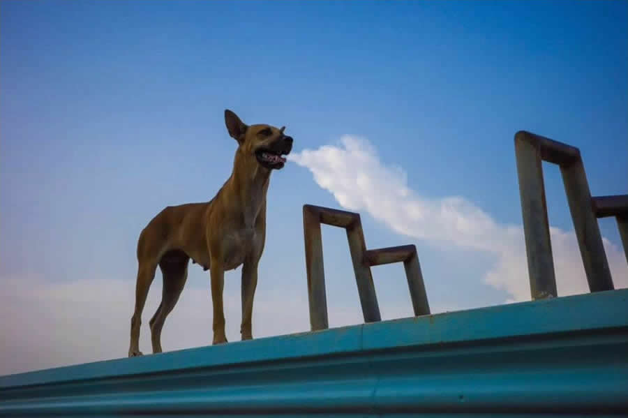Poetic Street Photos of Animals Beauty of Urban Life by Jad Jadsada