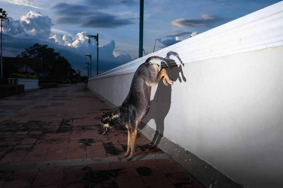 Poetic Street Photos of Animals Beauty of Urban Life by Jad Jadsada