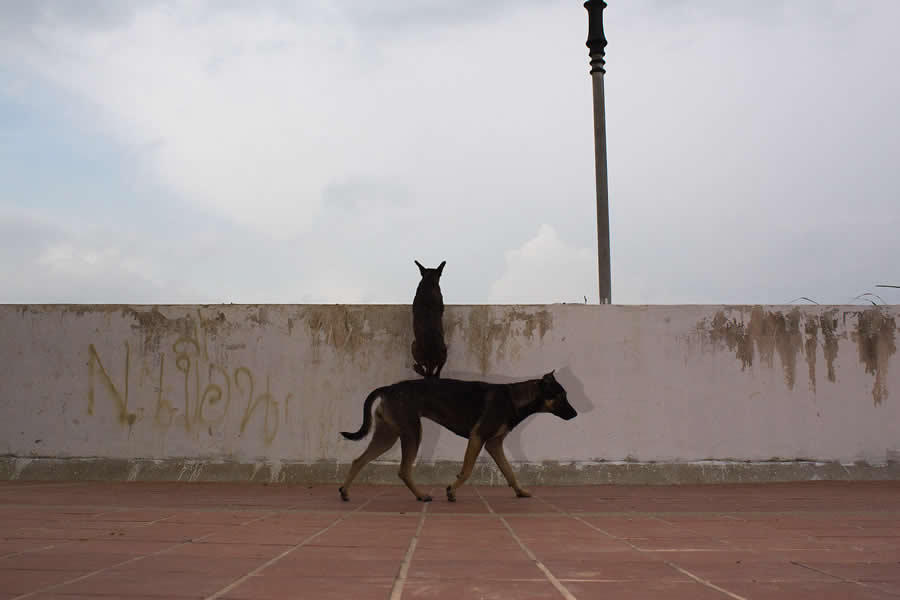 Poetic Street Photos of Animals Beauty of Urban Life by Jad Jadsada