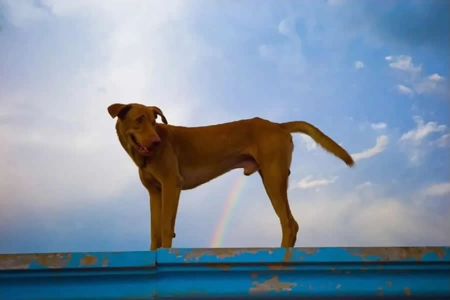 Poetic Street Photos of Animals Beauty of Urban Life by Jad Jadsada