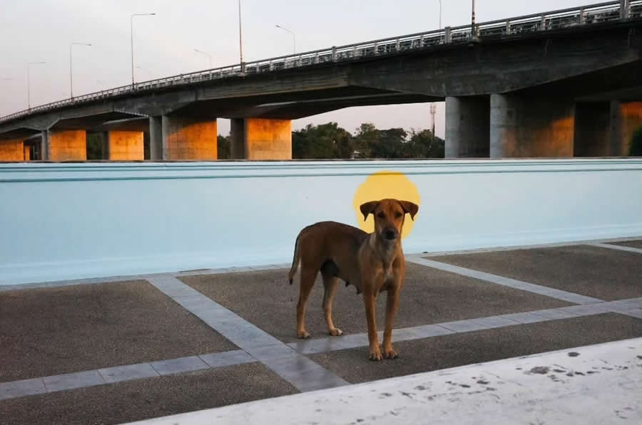 Poetic Street Photos of Animals Beauty of Urban Life by Jad Jadsada