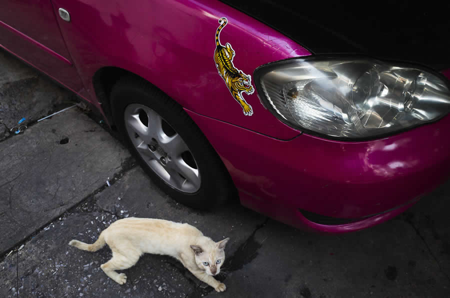 Poetic Street Photos of Animals Beauty of Urban Life by Jad Jadsada