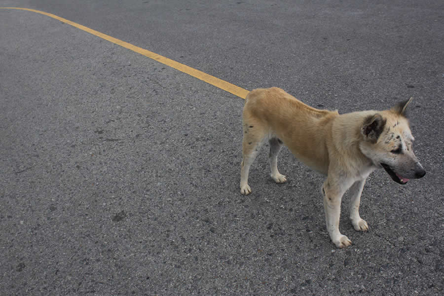 Poetic Street Photos of Animals Beauty of Urban Life by Jad Jadsada