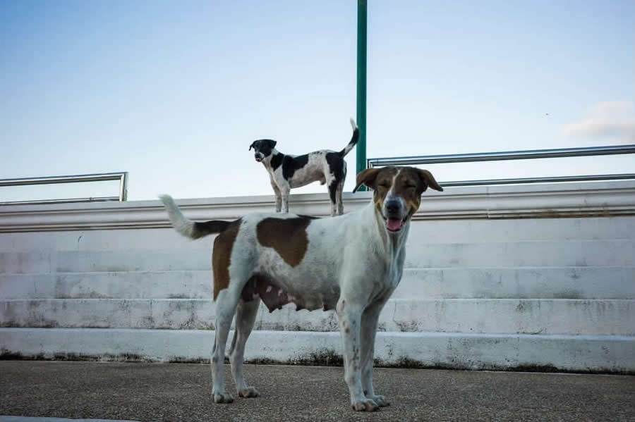 Poetic Street Photos of Animals Beauty of Urban Life by Jad Jadsada
