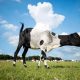 Poetic Street Photos of Animals Beauty of Urban Life by Jad Jadsada