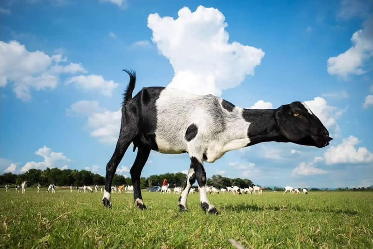 20 Poetic Street Photos of Animals That Capture the Quiet Beauty of Urban Life by Jad Jadsada