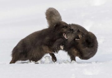 Wildlife British Photography Awards Winners