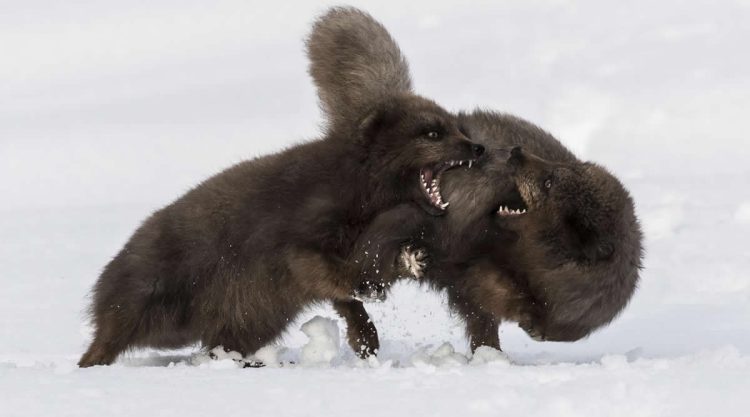 Wildlife British Photography Awards Winners