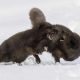 Wildlife British Photography Awards Winners