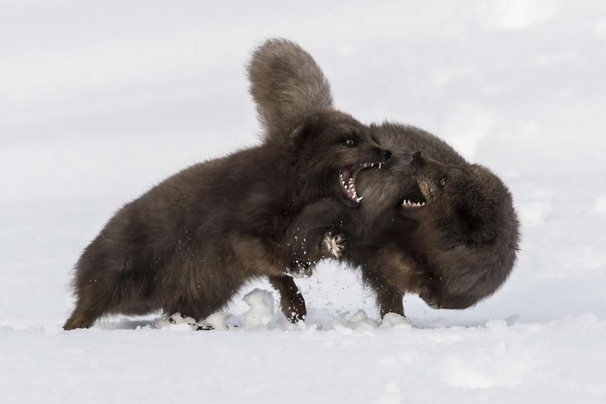 Wildlife British Photography Awards Winners