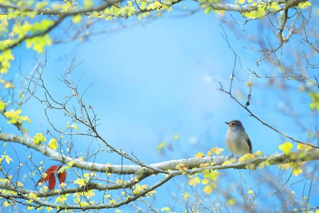 Bird Photos That Showcase the Beauty of the Natural World