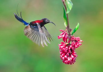 Best Photos to Celebrate the Untamed Beauty of Indian Wildlife