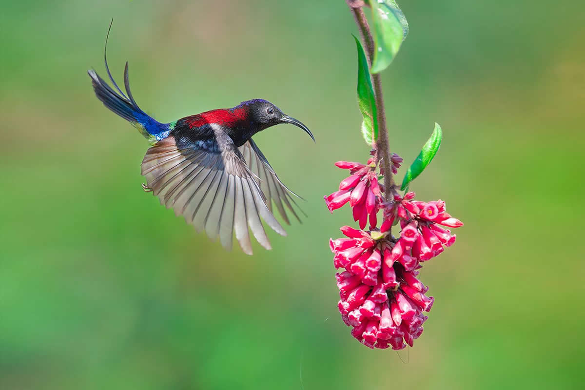 30 Breathtaking Photos That Celebrate the Untamed Beauty of Indian Wildlife