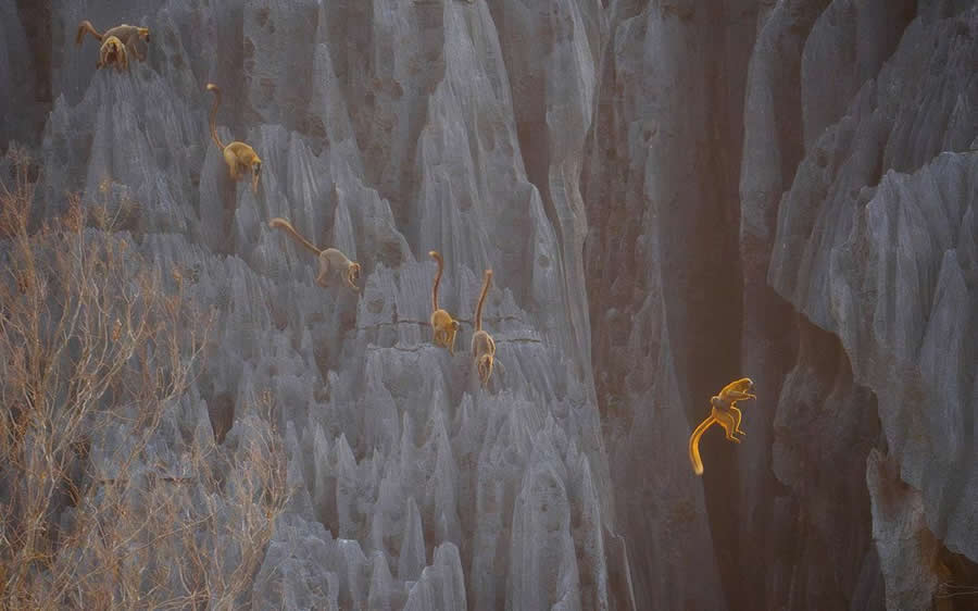 BigPicture Natural World Photography Competition 2025 Winners