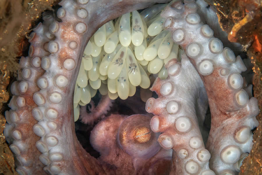 BigPicture Natural World Photography Competition 2025 Winners