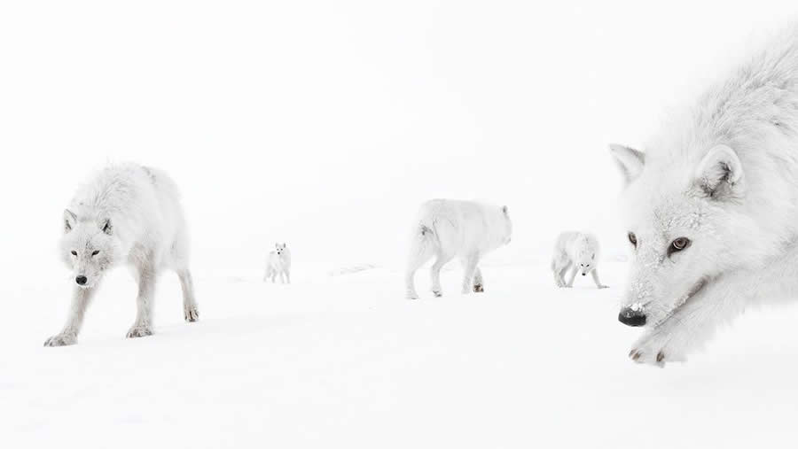 BigPicture Natural World Photography Competition 2025 Winners
