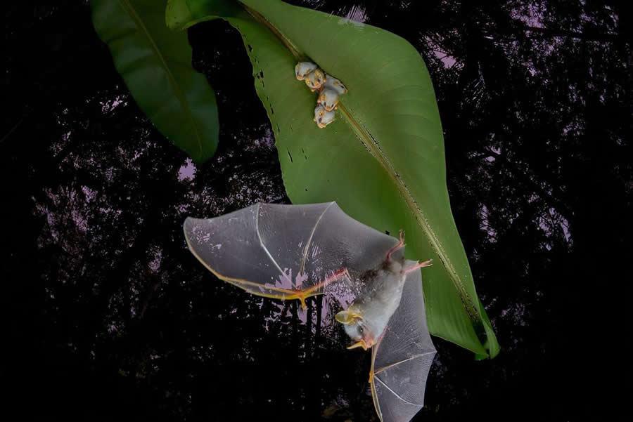 BigPicture Natural World Photography Competition 2025 Winners