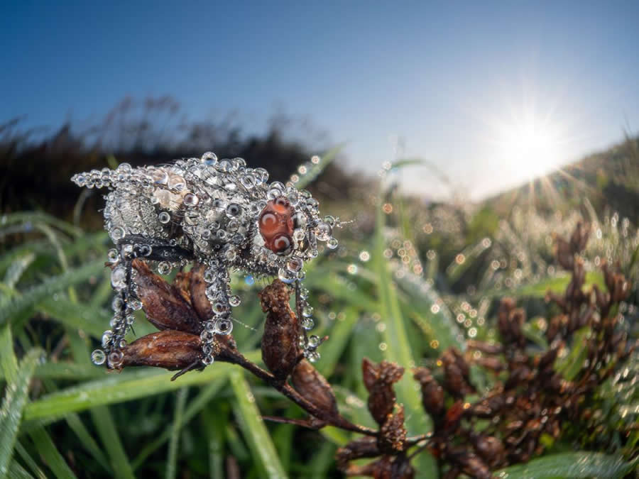 BigPicture Natural World Photography Competition 2025 Winners