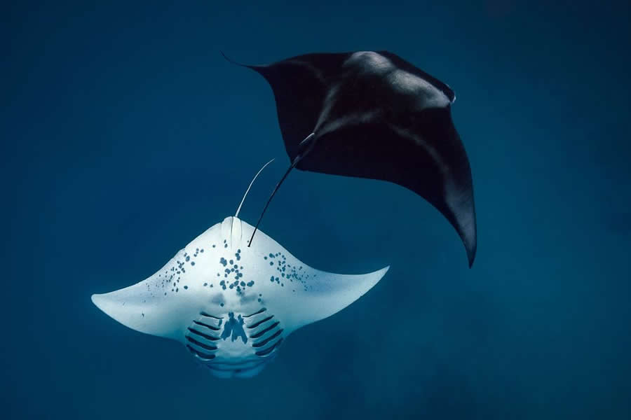 BigPicture Natural World Photography Competition 2025 Winners
