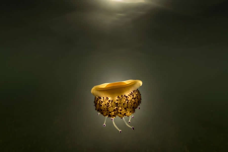BigPicture Natural World Photography Competition 2025 Winners