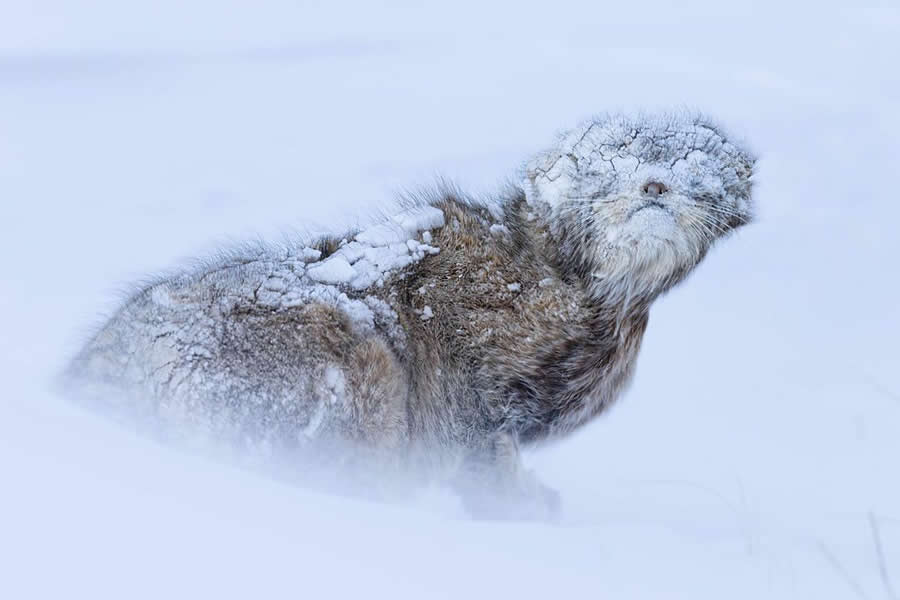BigPicture Natural World Photography Competition 2025 Winners