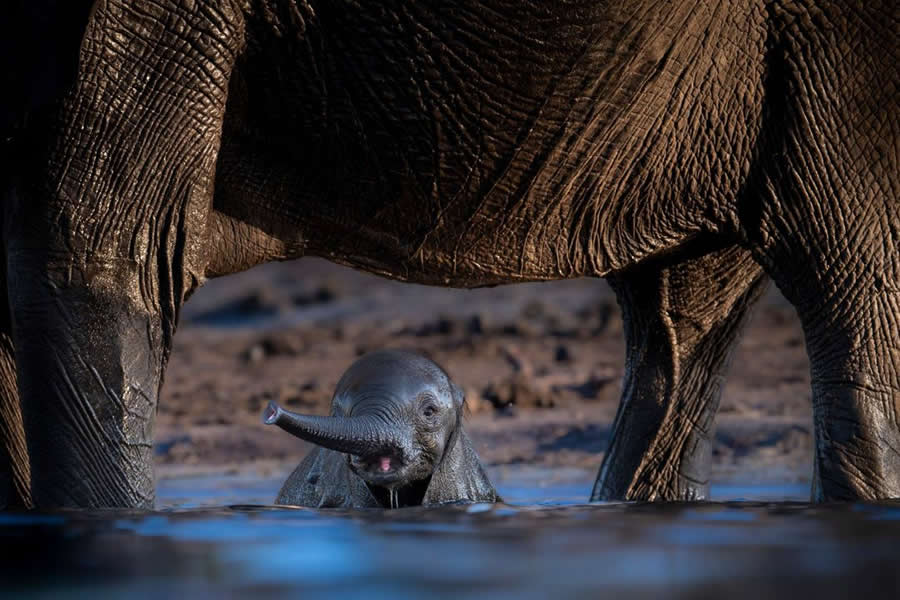 BigPicture Natural World Photography Competition 2025 Winners