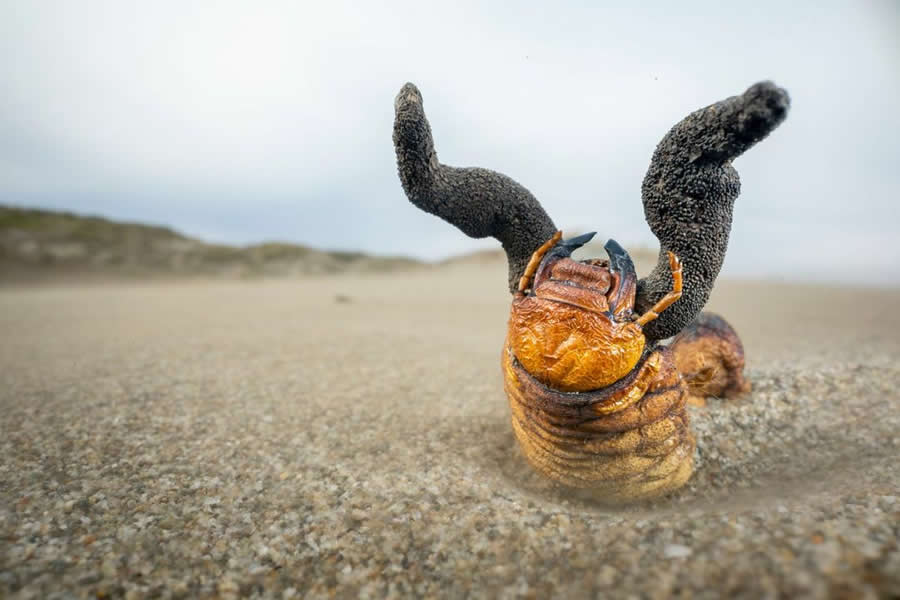 BigPicture Natural World Photography Competition 2025 Winners