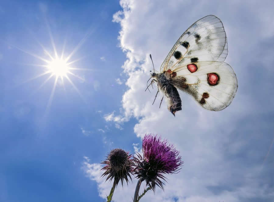 BigPicture Natural World Photography Competition 2025 Winners