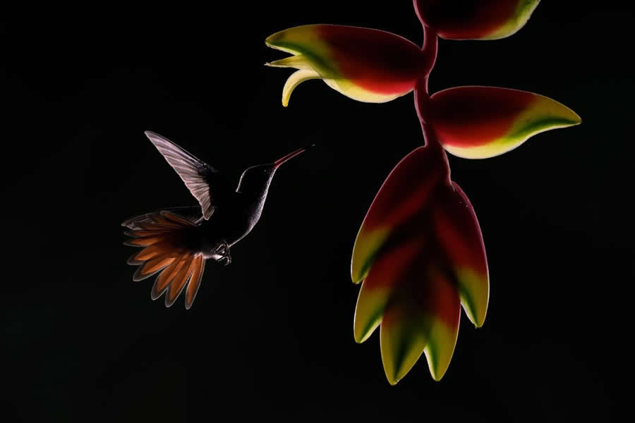 BigPicture Natural World Photography Competition 2025 Winners
