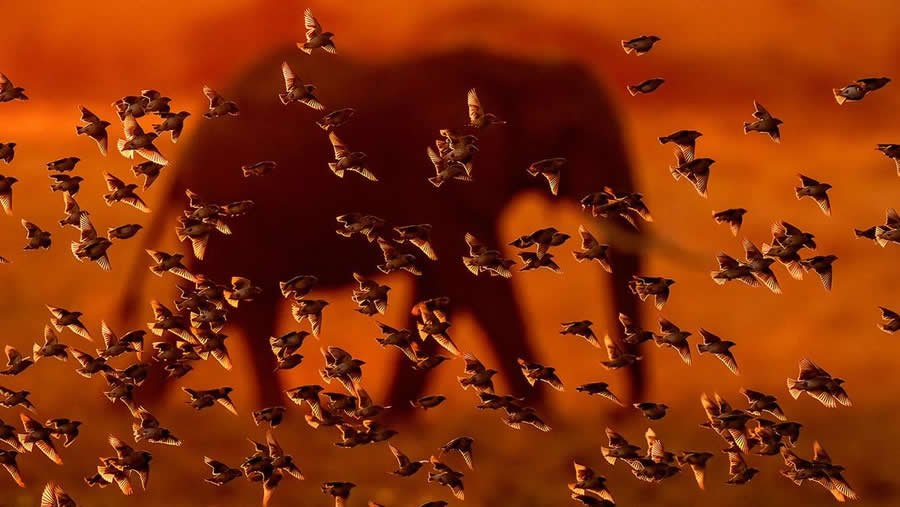 BigPicture Natural World Photography Competition 2025 Winners