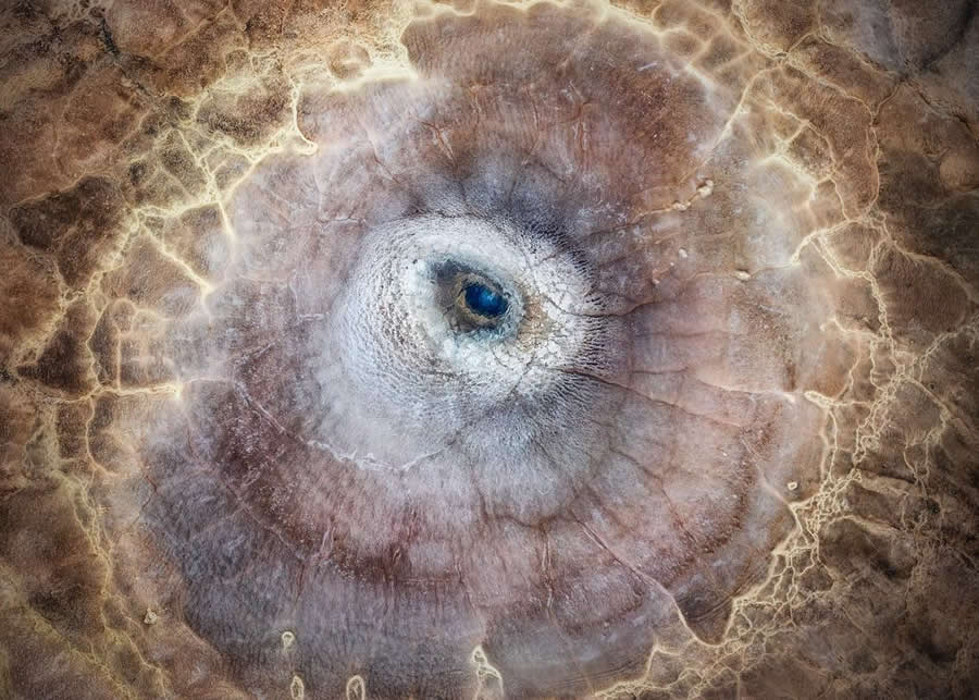 BigPicture Natural World Photography Competition 2025 Winners
