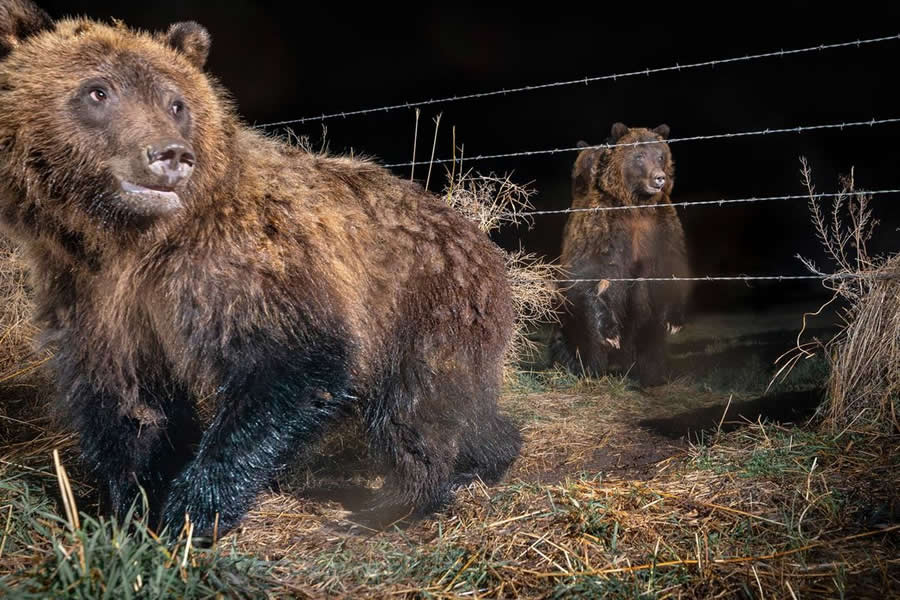 BigPicture Natural World Photography Competition 2025 Winners