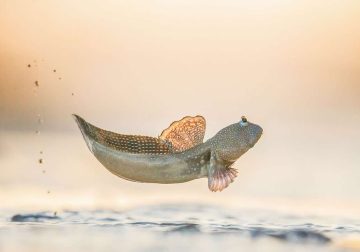 BigPicture Natural World Photography Competition 2025 Winners