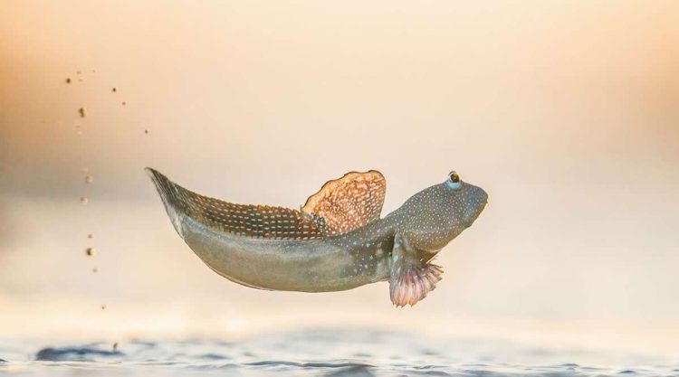 BigPicture Natural World Photography Competition 2025 Winners