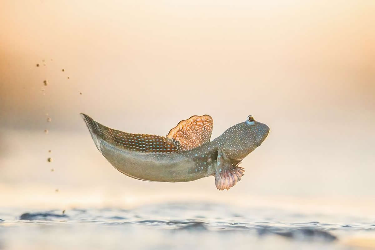 BigPicture Natural World Photography Competition 2025 Winners