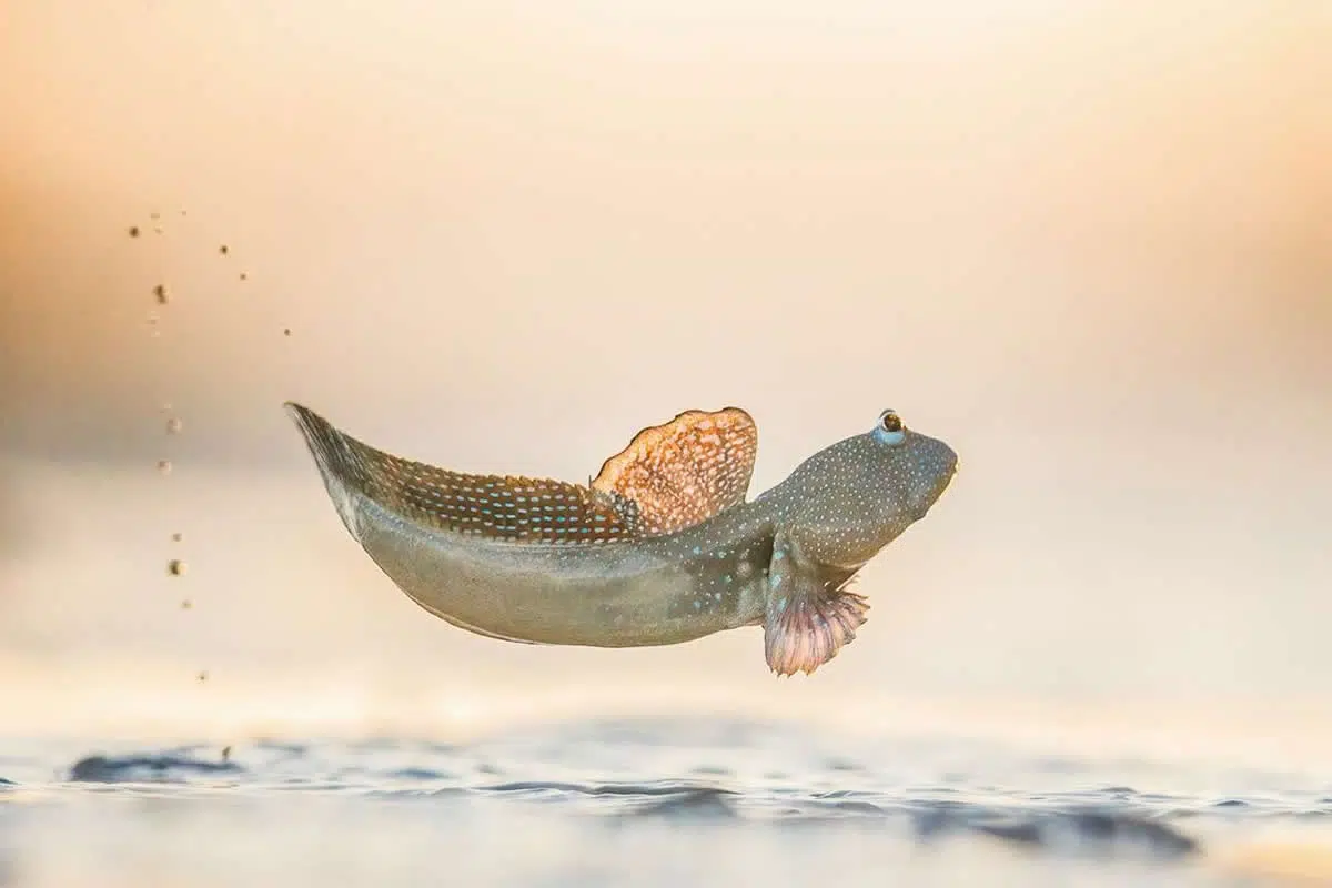 BigPicture Natural World Photography Competition 2025 Winners