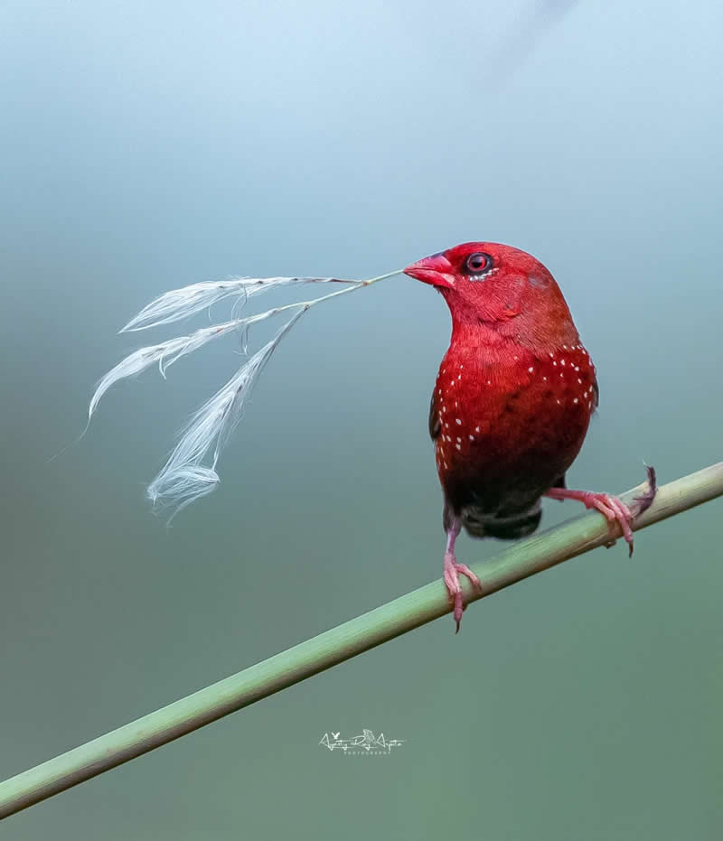 Beautiful Bird Photography by Agasty Roy Arpita