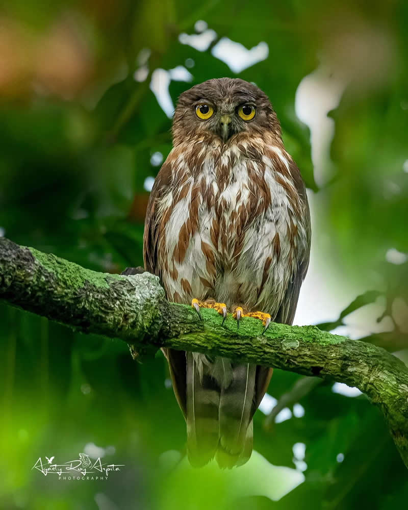 Beautiful Bird Photography by Agasty Roy Arpita