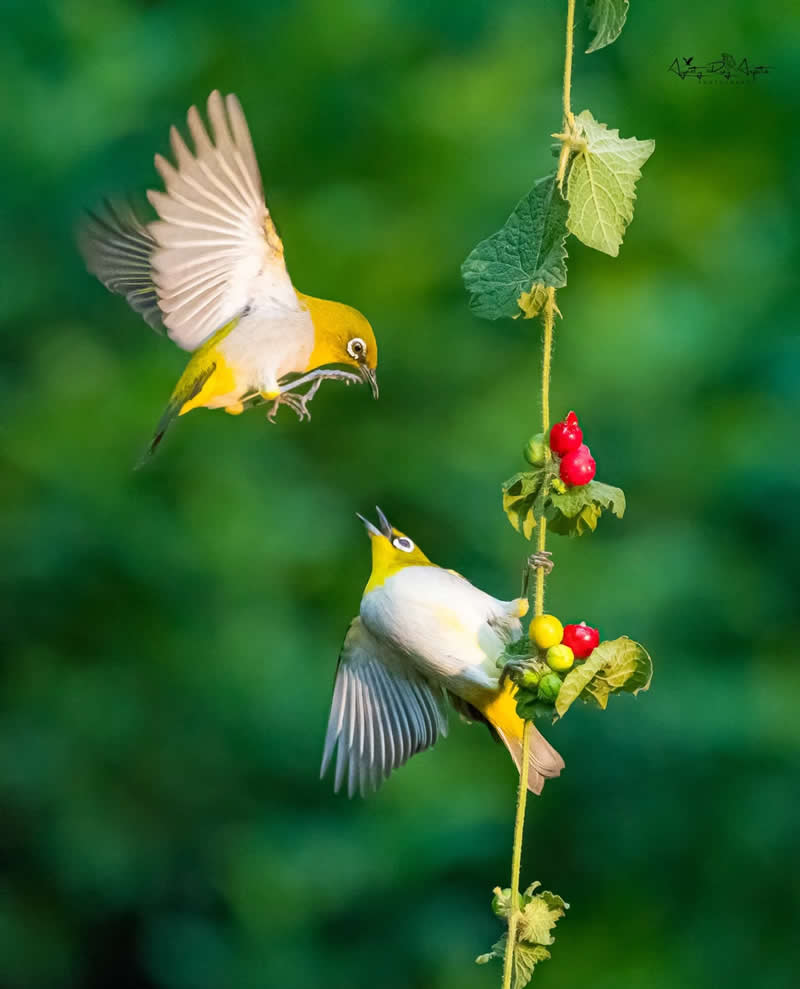 Beautiful Bird Photography by Agasty Roy Arpita