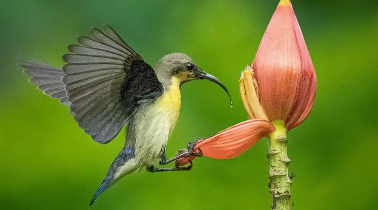 Beautiful Bird Photography by Agasty Roy Arpita