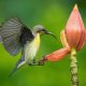 Beautiful Bird Photography by Agasty Roy Arpita