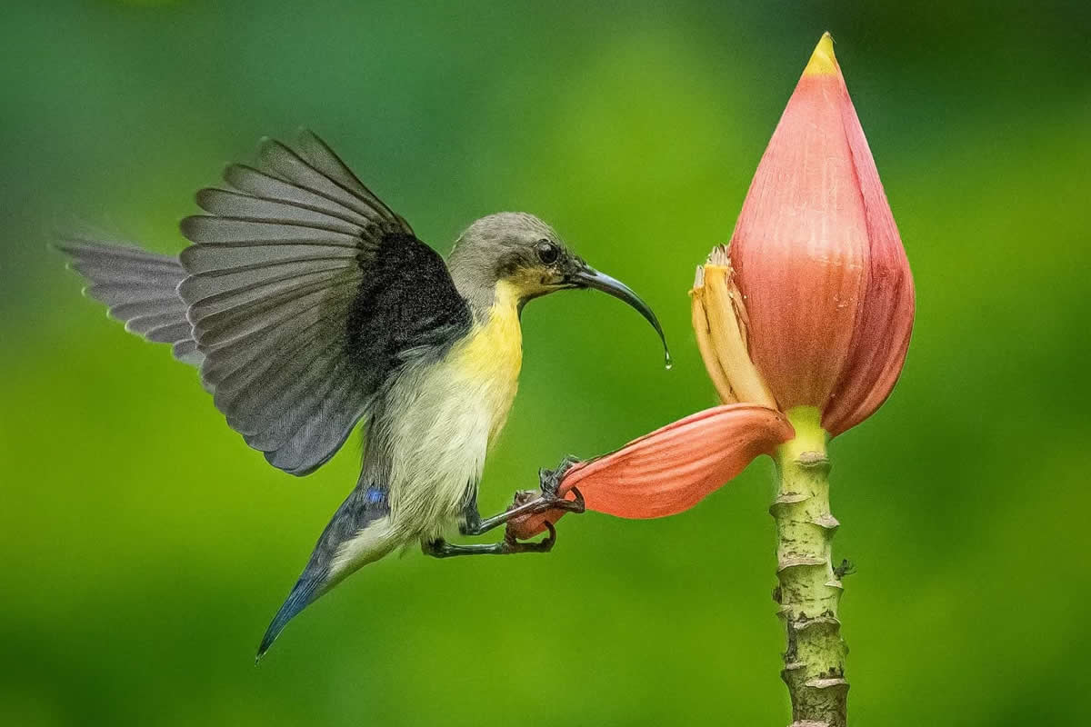 Beautiful Bird Photography by Agasty Roy Arpita